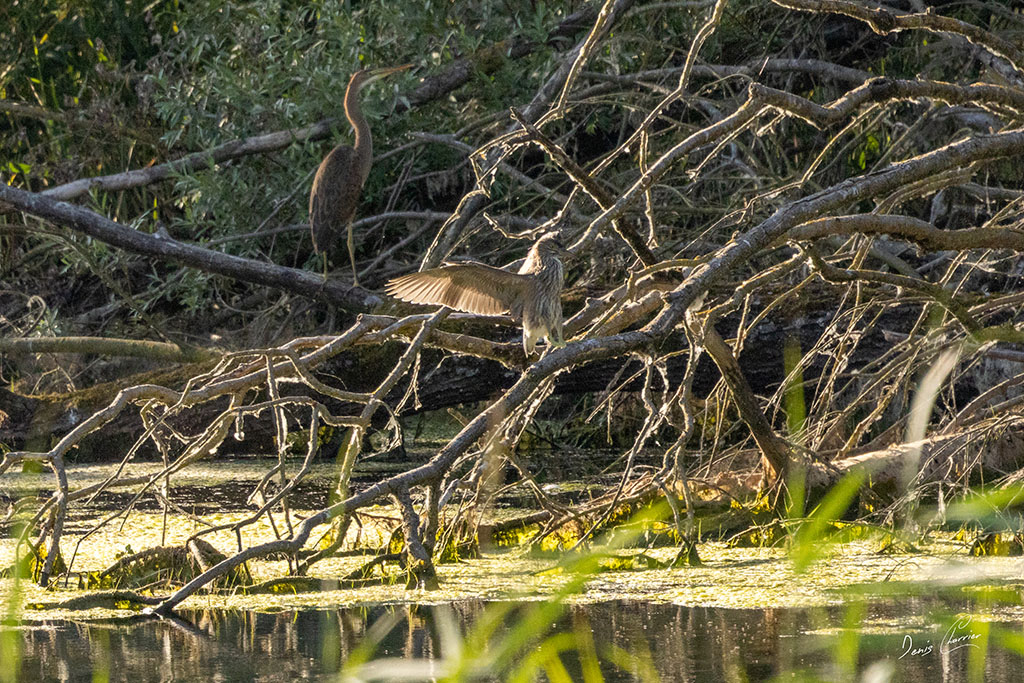 Héron pourpré et héron bihoreau perchés sur des branches de saule